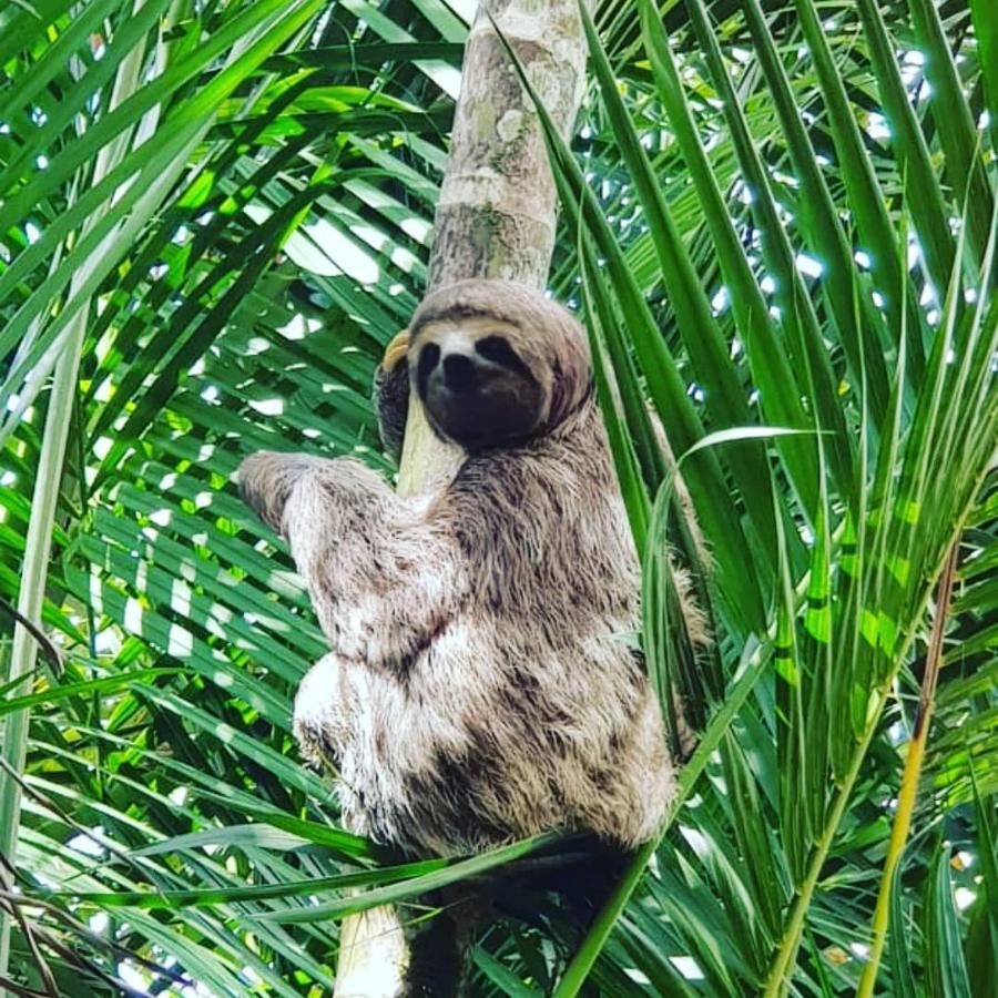 Pousada Recanto Dos Tangaras Juquei Exteriér fotografie